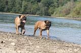 BULLMASTIFF 053